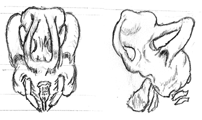 Eaie skull - front and side views