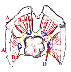 Screw Animal: musculature of helix.