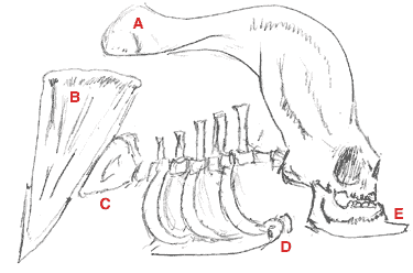 Wedge Animal - Skeleton